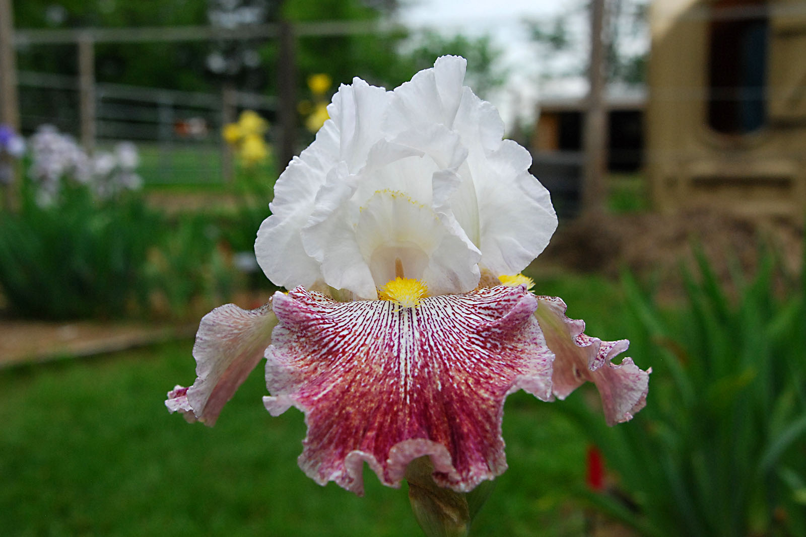 thundering ovation iris